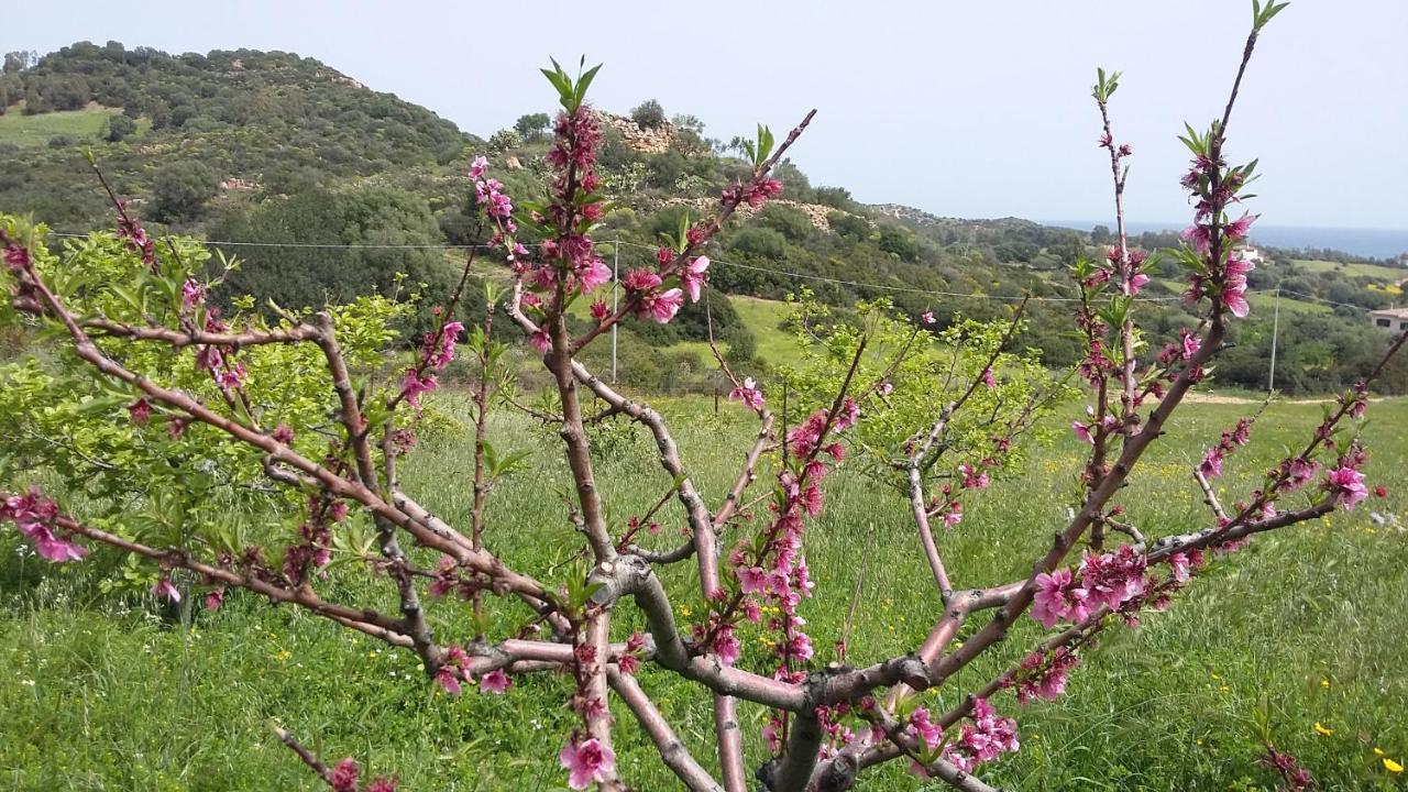 La Casetta Rosa Tertenìa Eksteriør billede